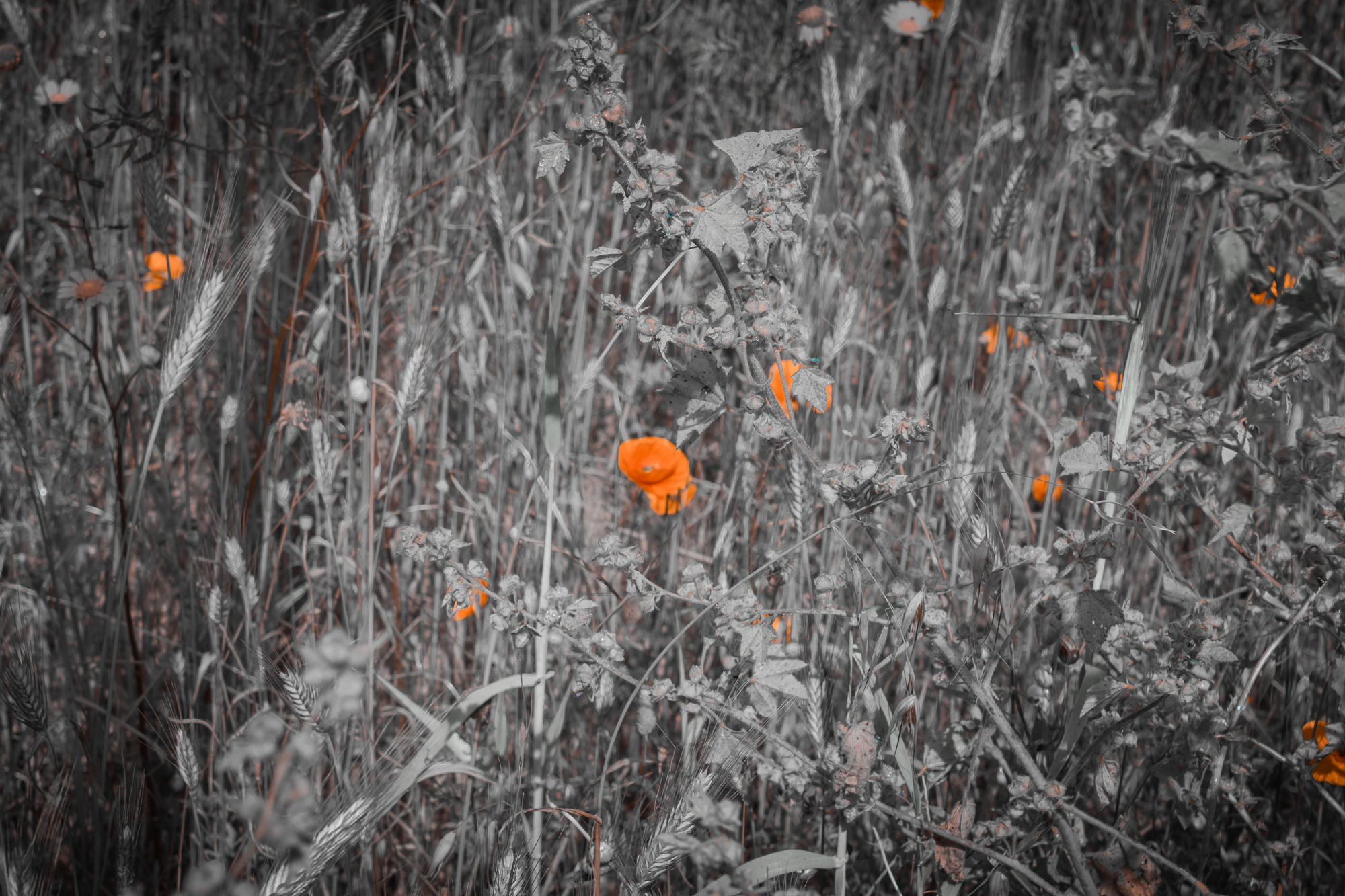 Orange poppies picked out in colour among monochrome grasses and wild plants