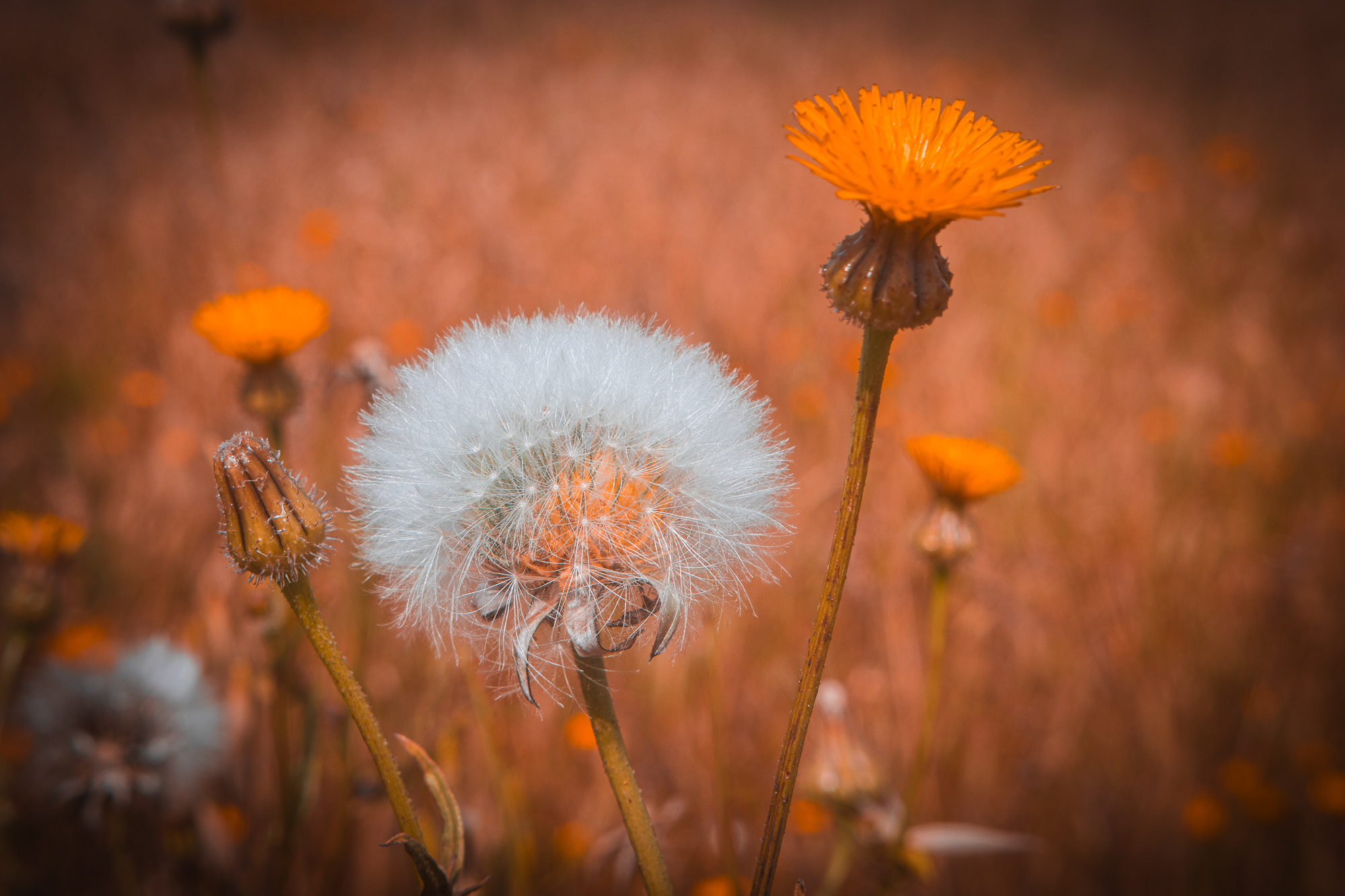 White seed head surrounded by orange flowers against a softly blurred warm background