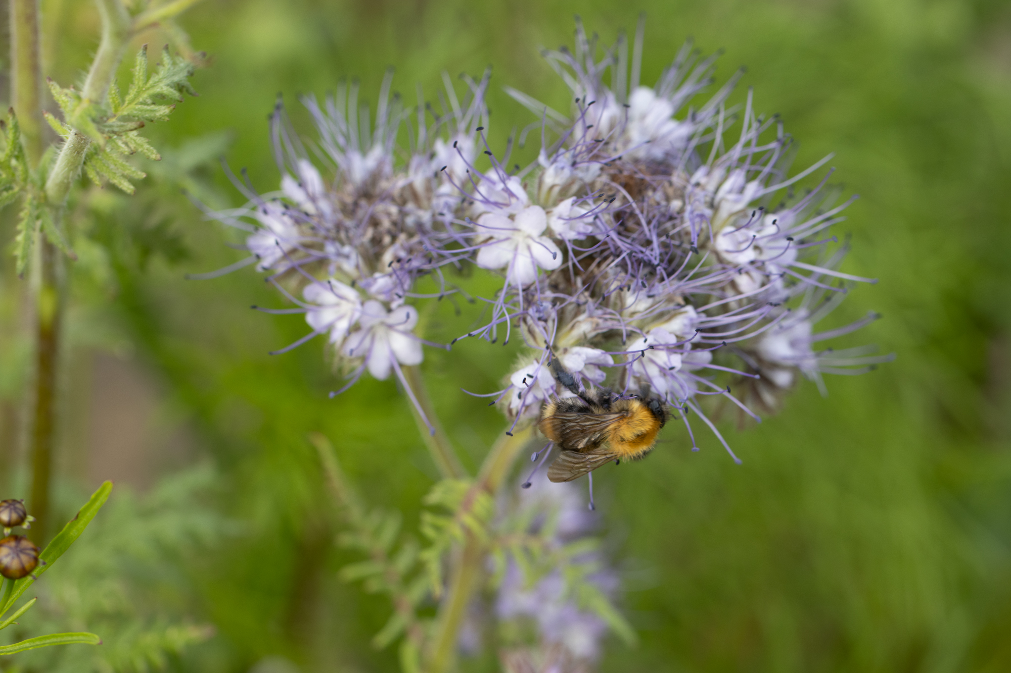 A second interpretation of a bumblebee feeding on violet phacelia
