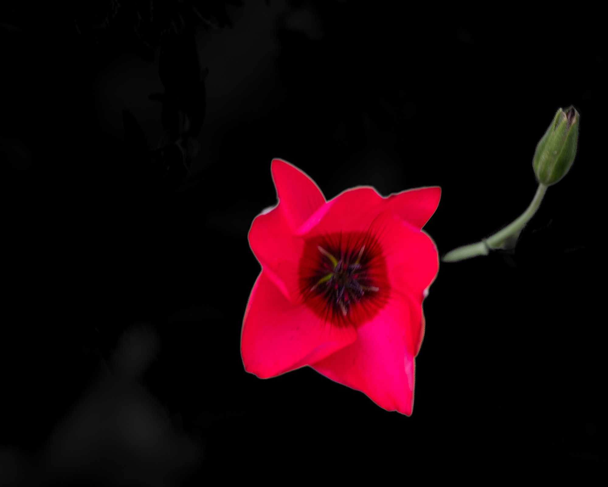 Single vivid scarlet flower and bud emerging from a black background