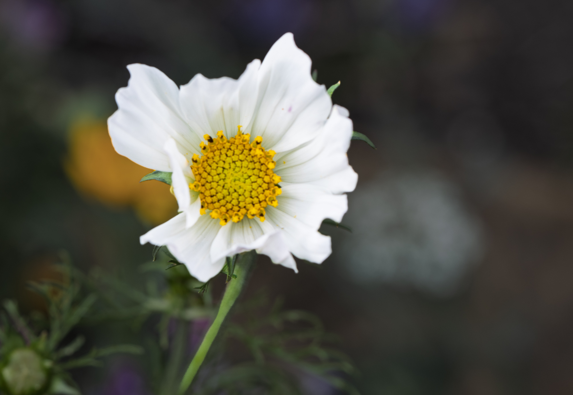 White cosmos flower with a yellow centre against a softly darkened garden