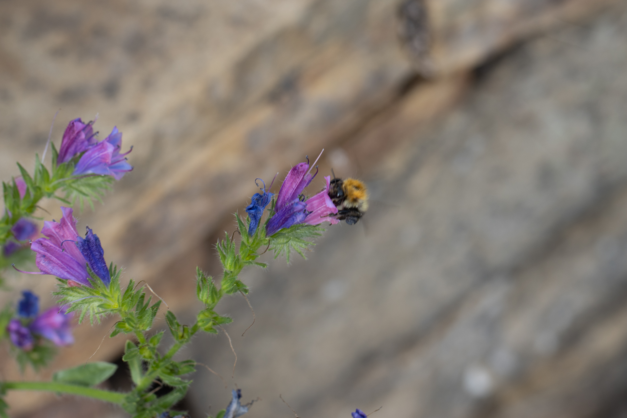 A second interpretation of a bumblebee visiting a flower