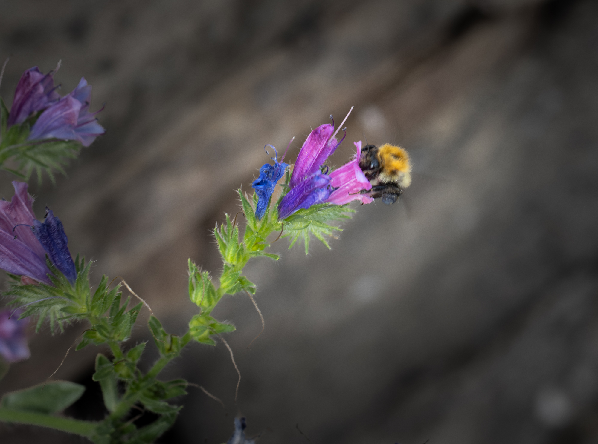 Bumblebee approaching a pink and blue flower