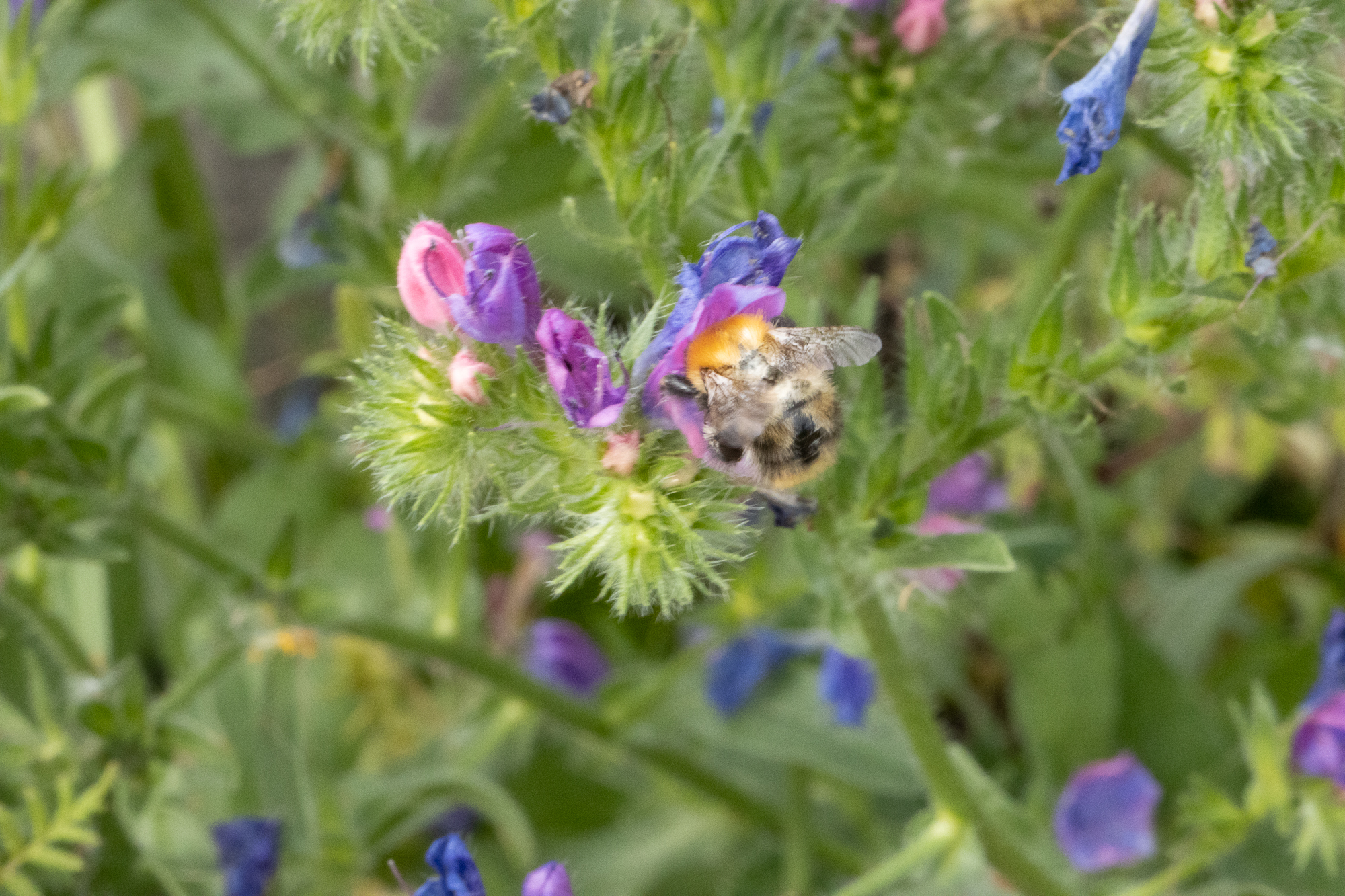 A second interpretation of a bumblebee among garden flowers