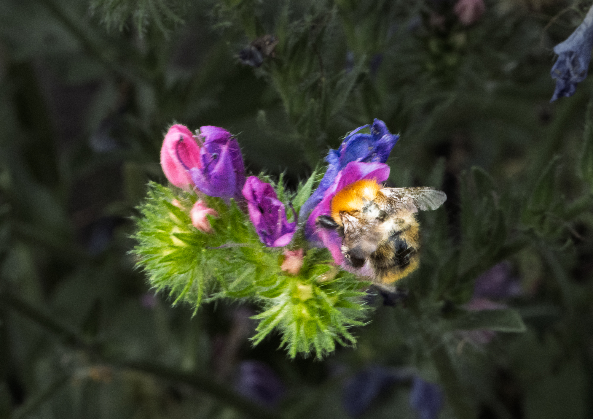 Close view of a bumblebee among vivid garden flowers