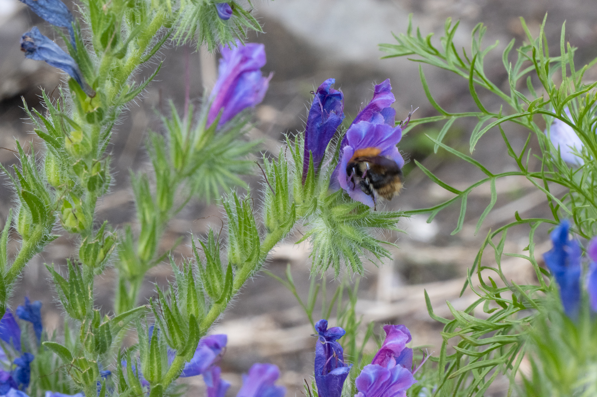 A wider interpretation of a bumblebee entering a purple garden flower