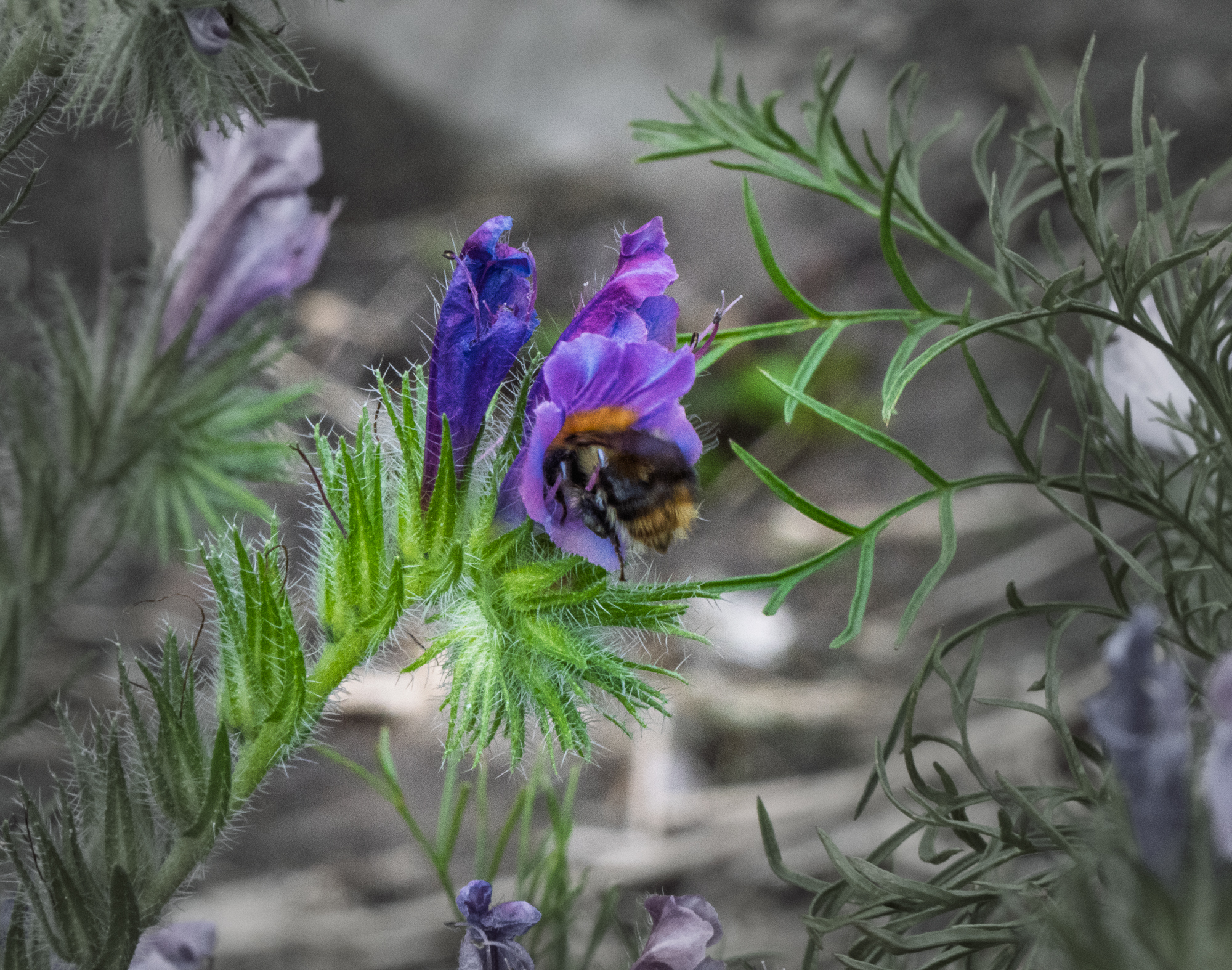 Bumblebee entering a purple flower framed by fine green leaves