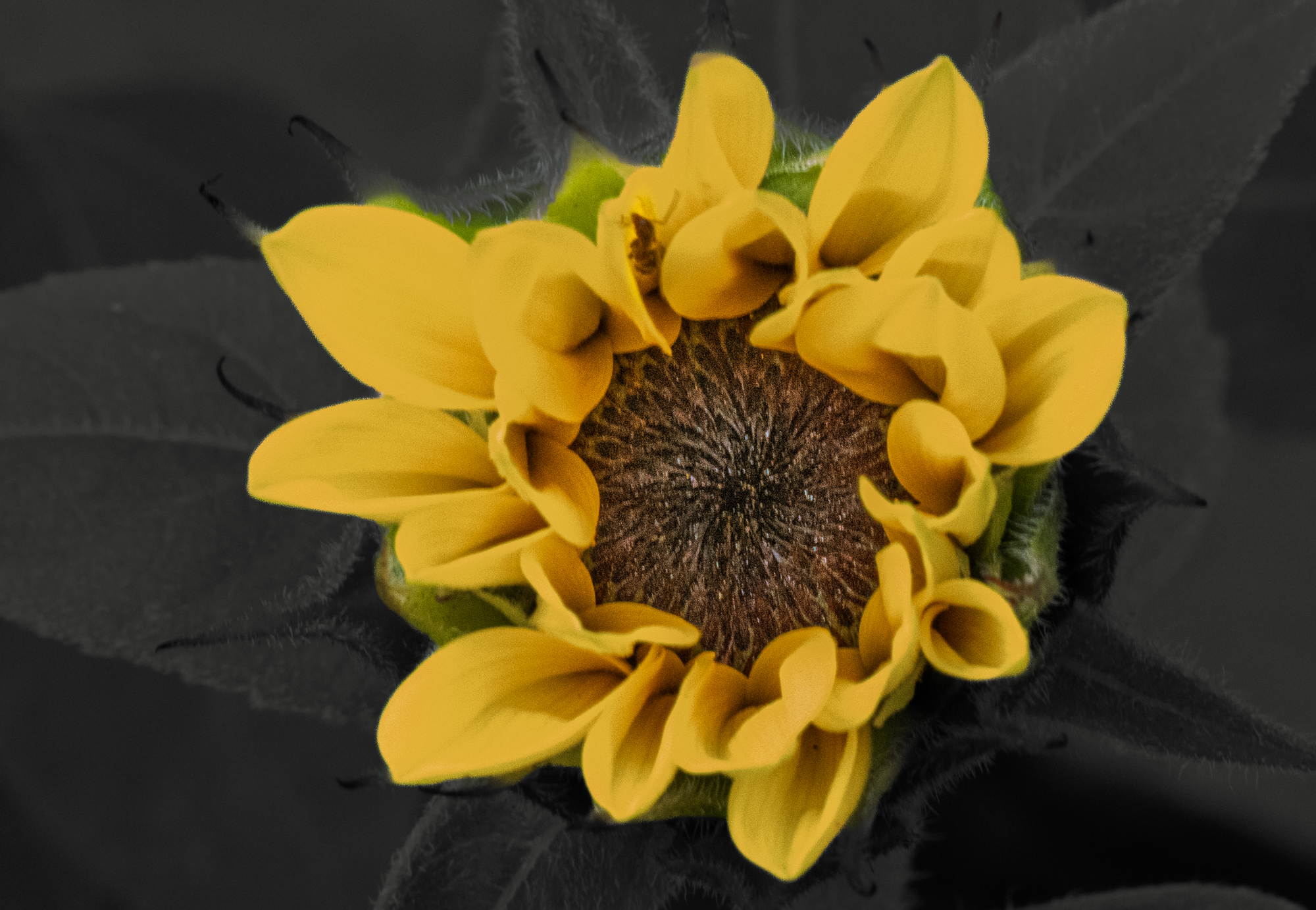 Close view of a dwarf sunflower unfurling its yellow petals around a dark centre