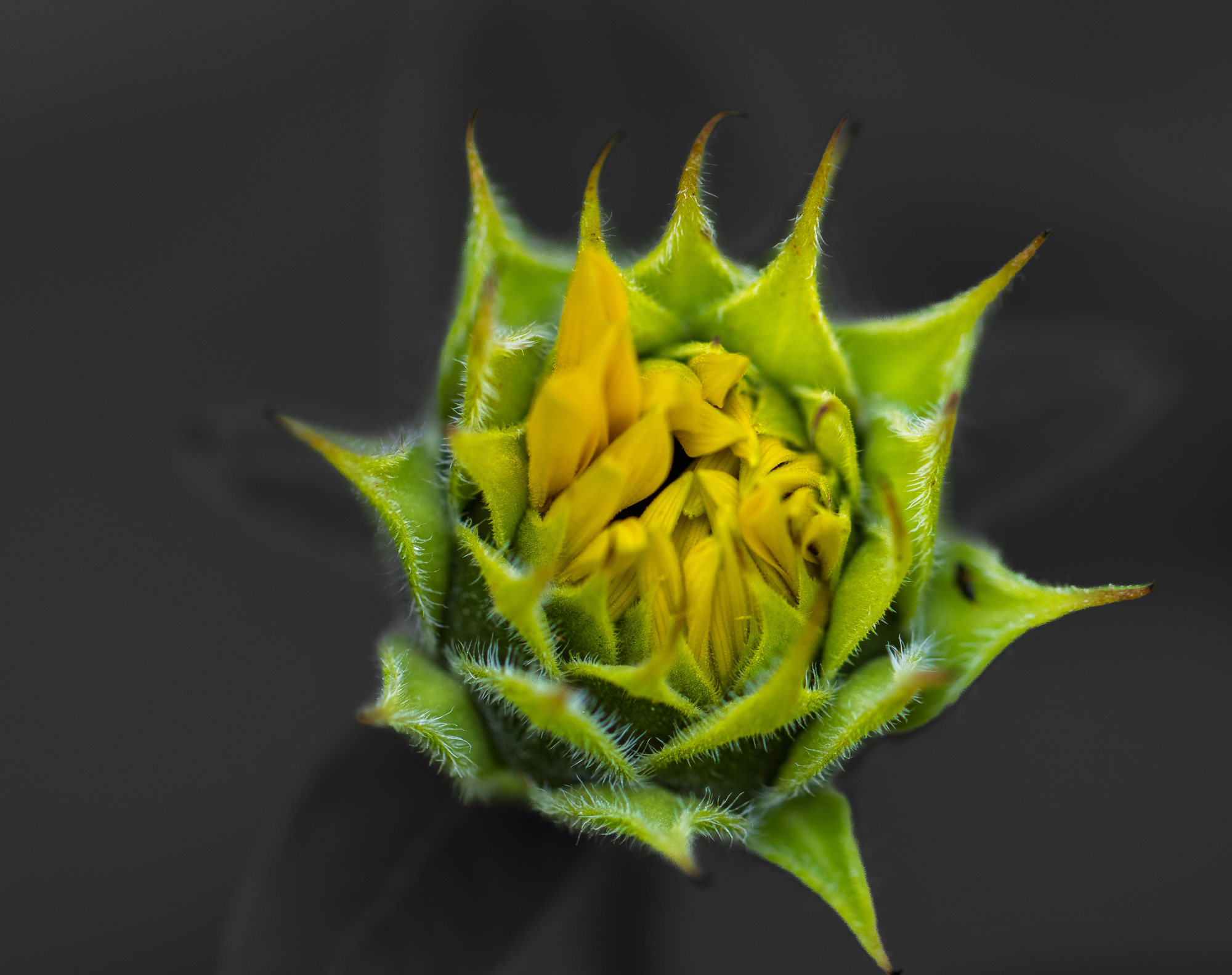 Tightly held yellow dwarf sunflower bud edged by pointed green sepals against a dark background