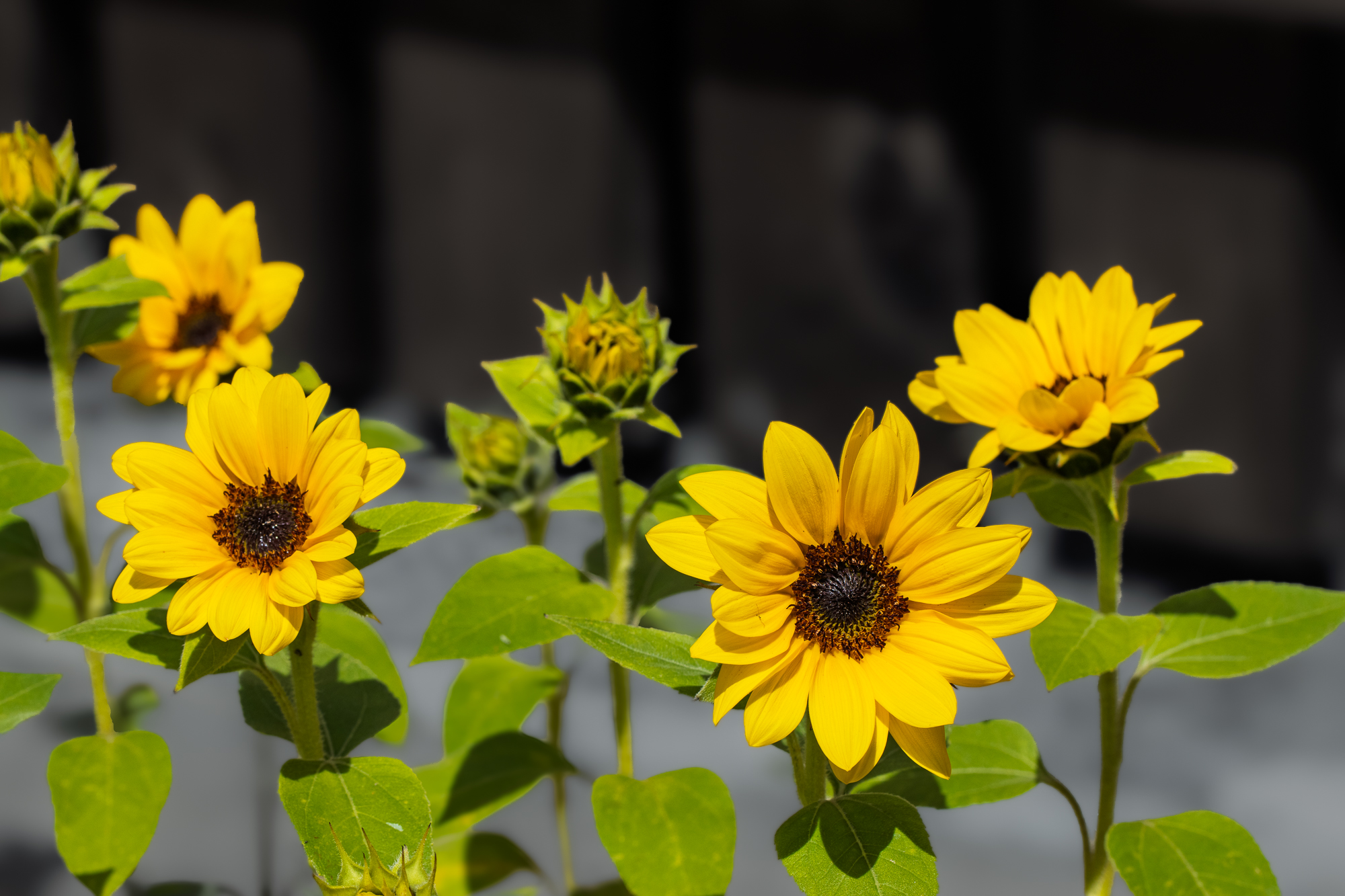 Group of bright yellow dwarf sunflowers at different stages of flowering