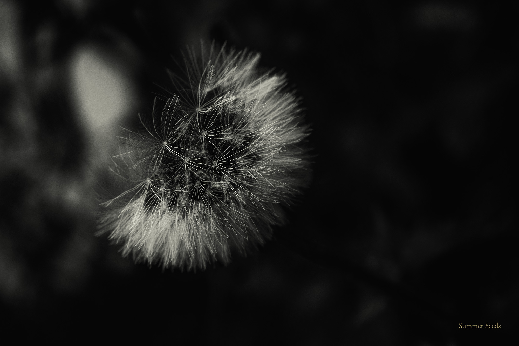 Monochrome seed head illuminated against a deep black background