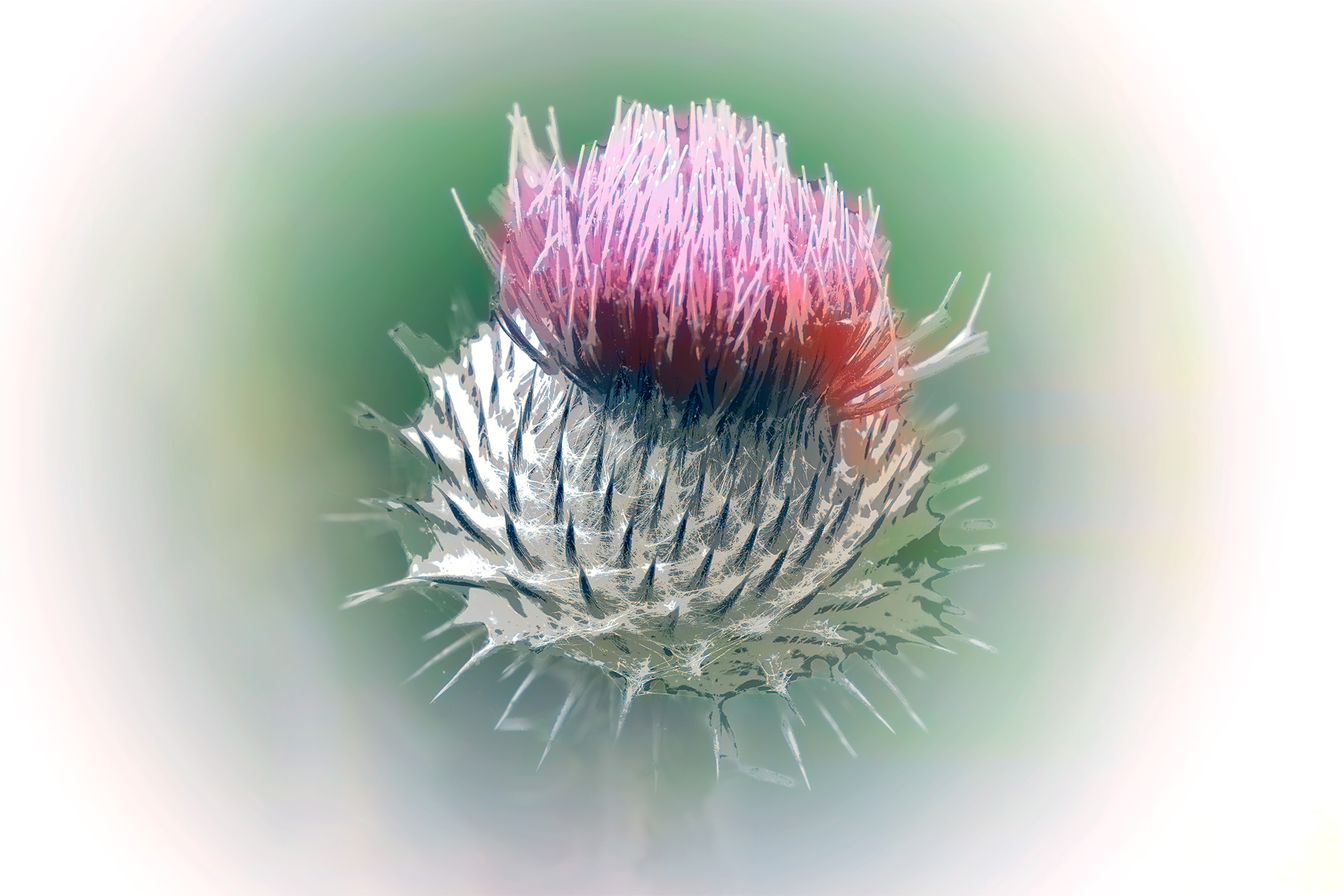 Close botanical study of a thistle