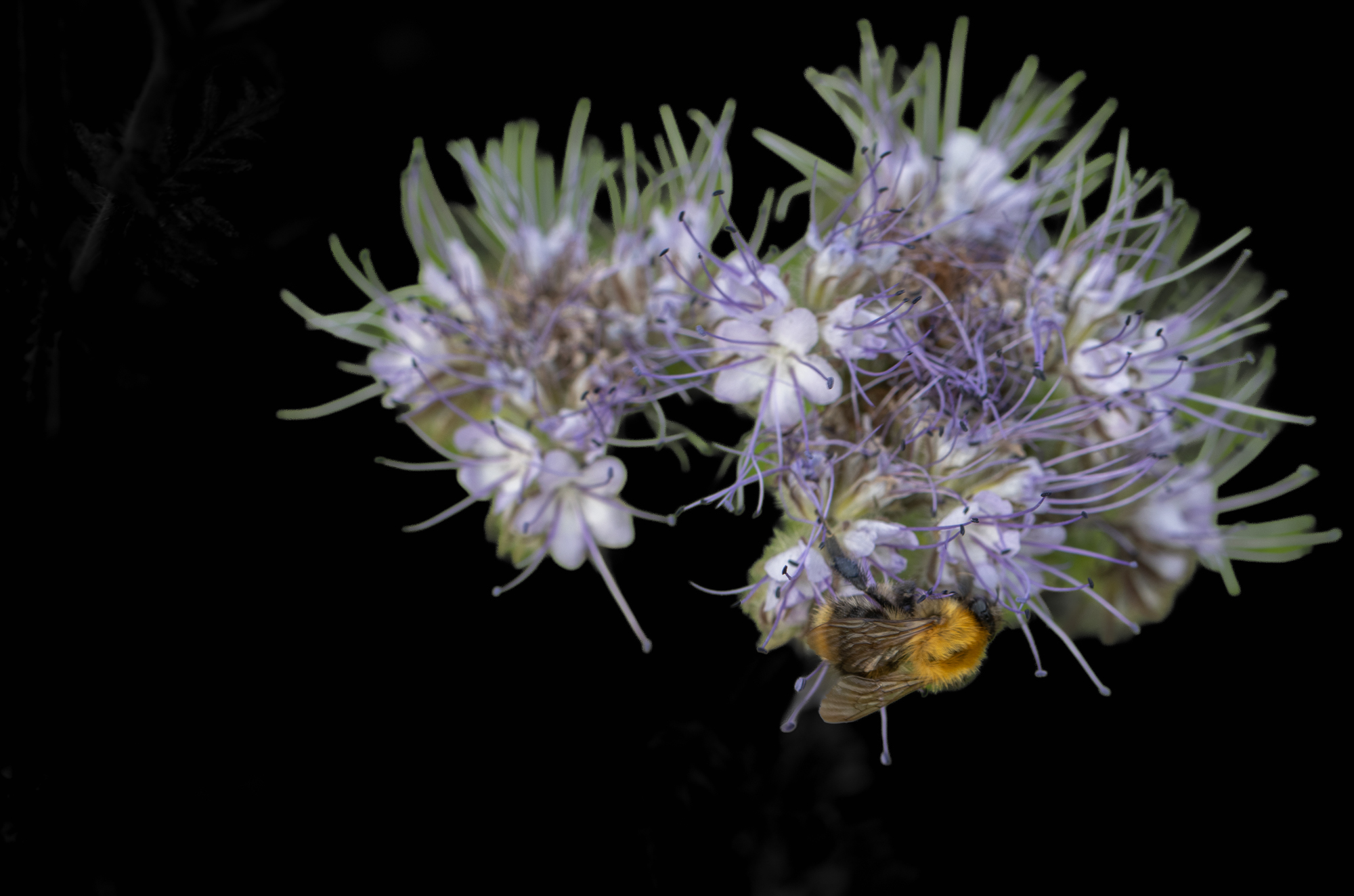 Golden bumblebee feeding beneath pale violet phacelia flowers against a black background